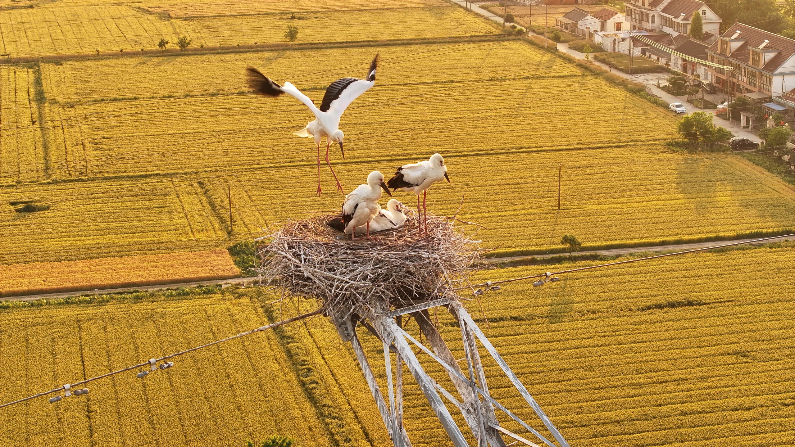 Oriental stork chicks learn to fly in Rugao City, Jiangsu Province on May 23, 2024. /IC