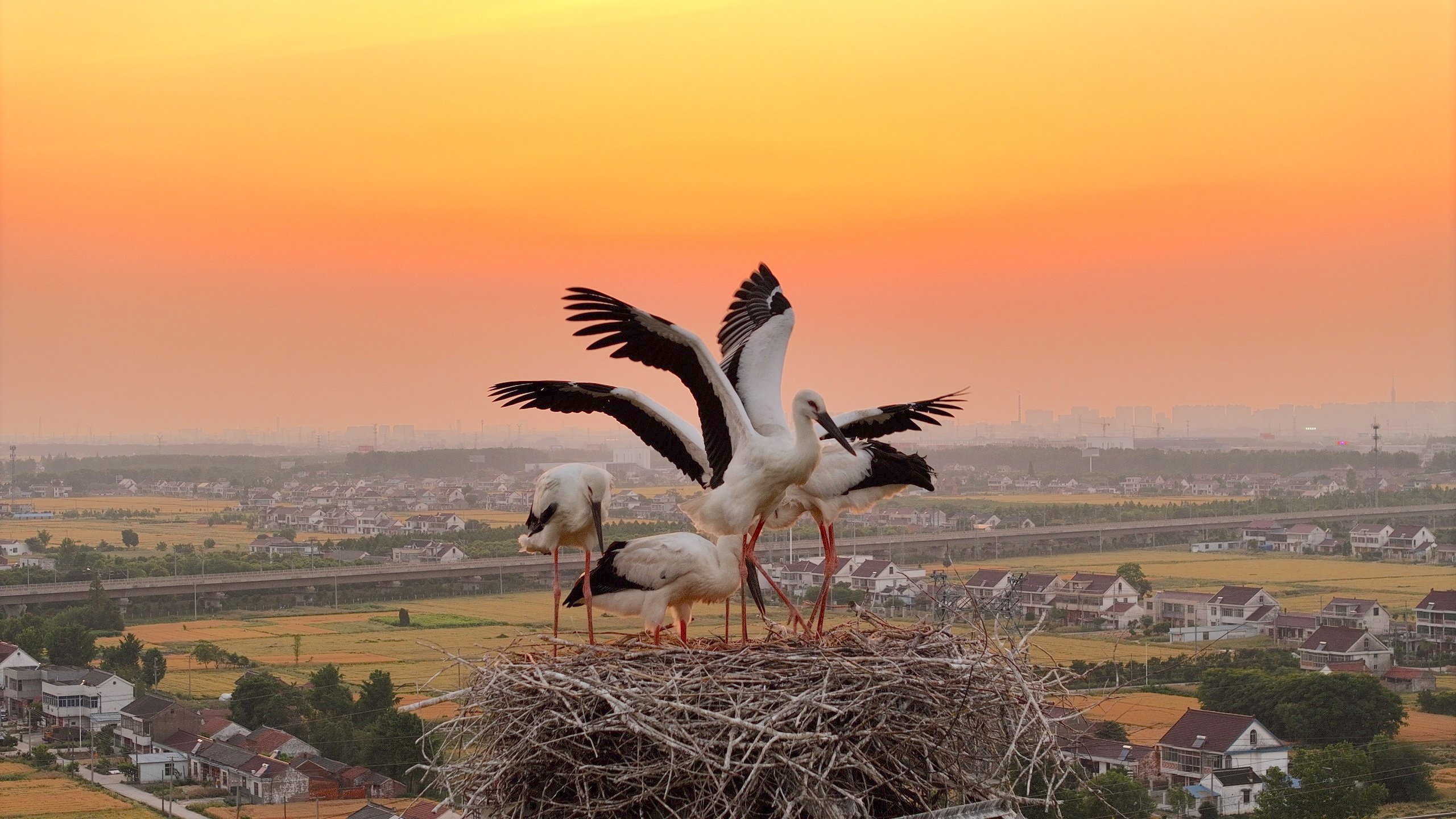 Oriental stork chicks are pictured spreading wings at their nest in Rugao City, Jiangsu Province on May 23, 2024. /IC