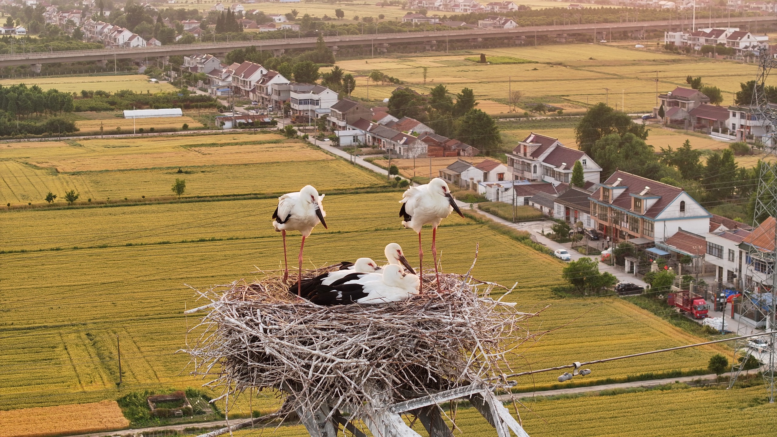 Oriental stork chicks are seen perched in their nest in Rugao City, Jiangsu Province on May 23, 2024. /IC