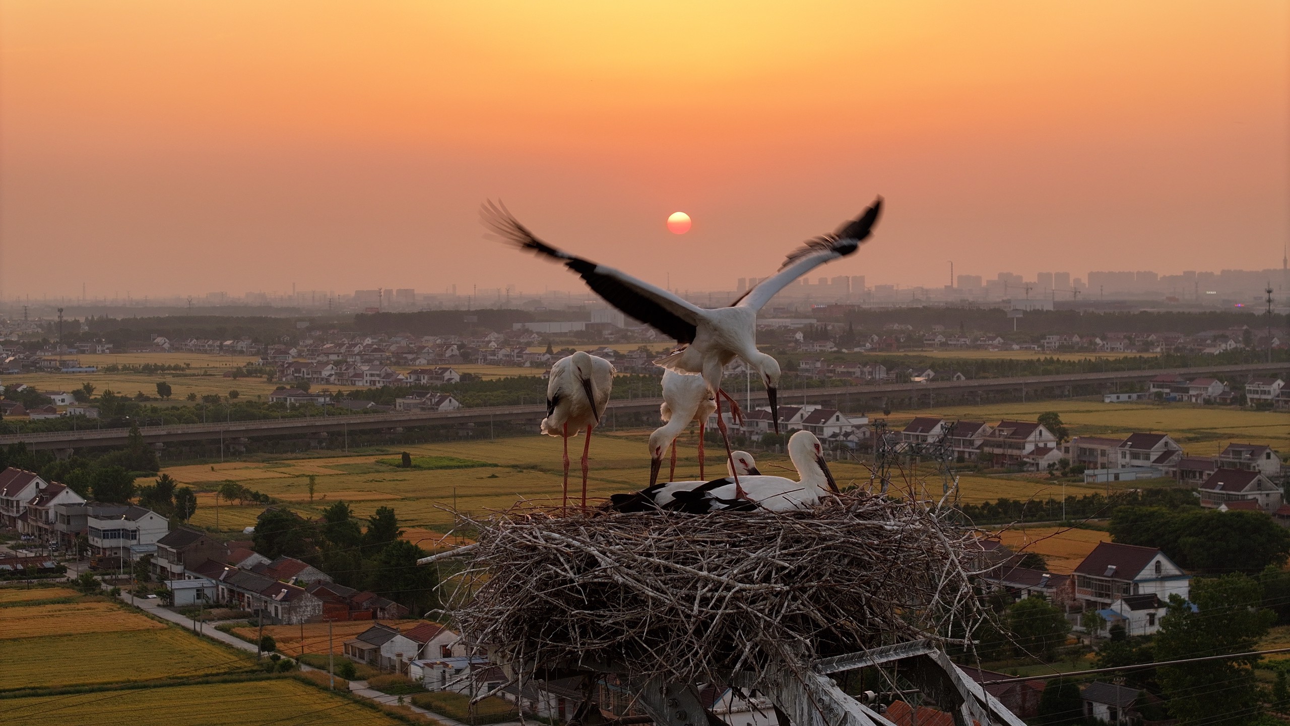 Five oriental stork chicks are pictured in Rugao City, Jiangsu Province on May 23, 2024. /IC
