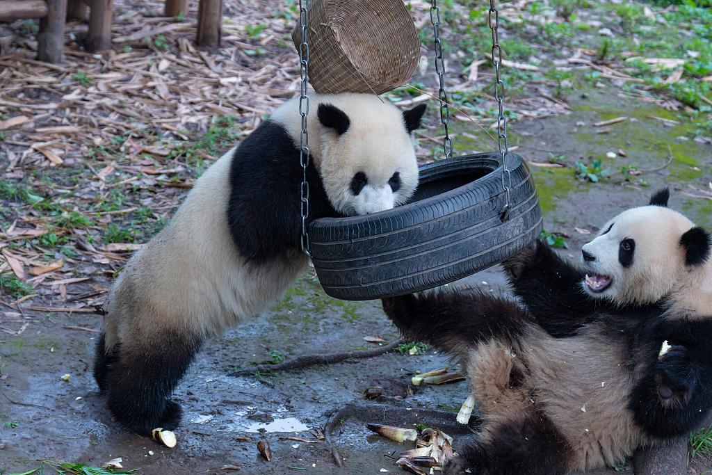 Twin panda cubs Yu Ke and Yu Ai play at Chongqing Zoo on May 26, 2024. /CFP