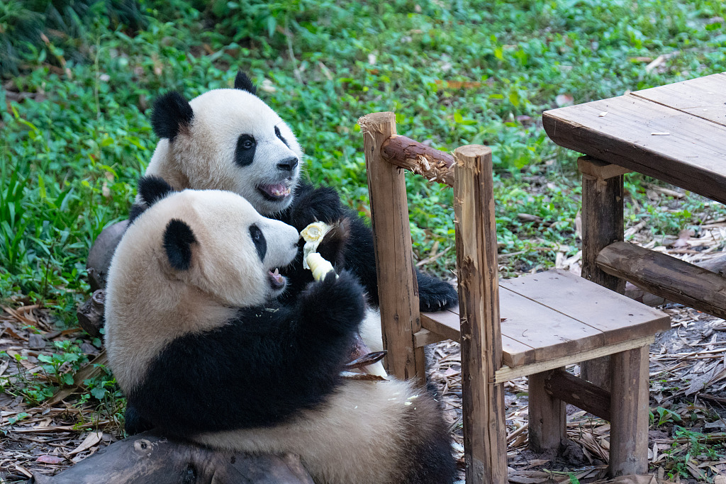 Twin panda cubs Yu Ke and Yu Ai enjoy a meal at Chongqing Zoo on May 26, 2024. /CFP