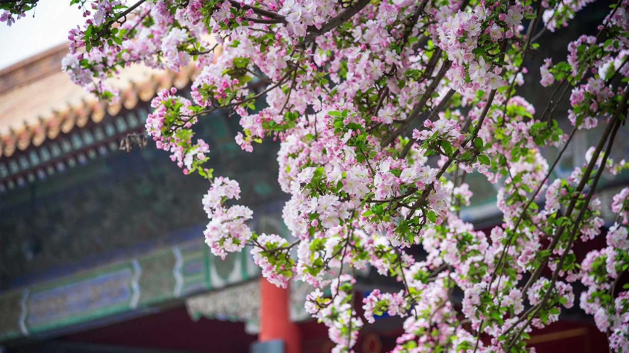 Blossom China: Floral Wonders of Beijing - CGTN