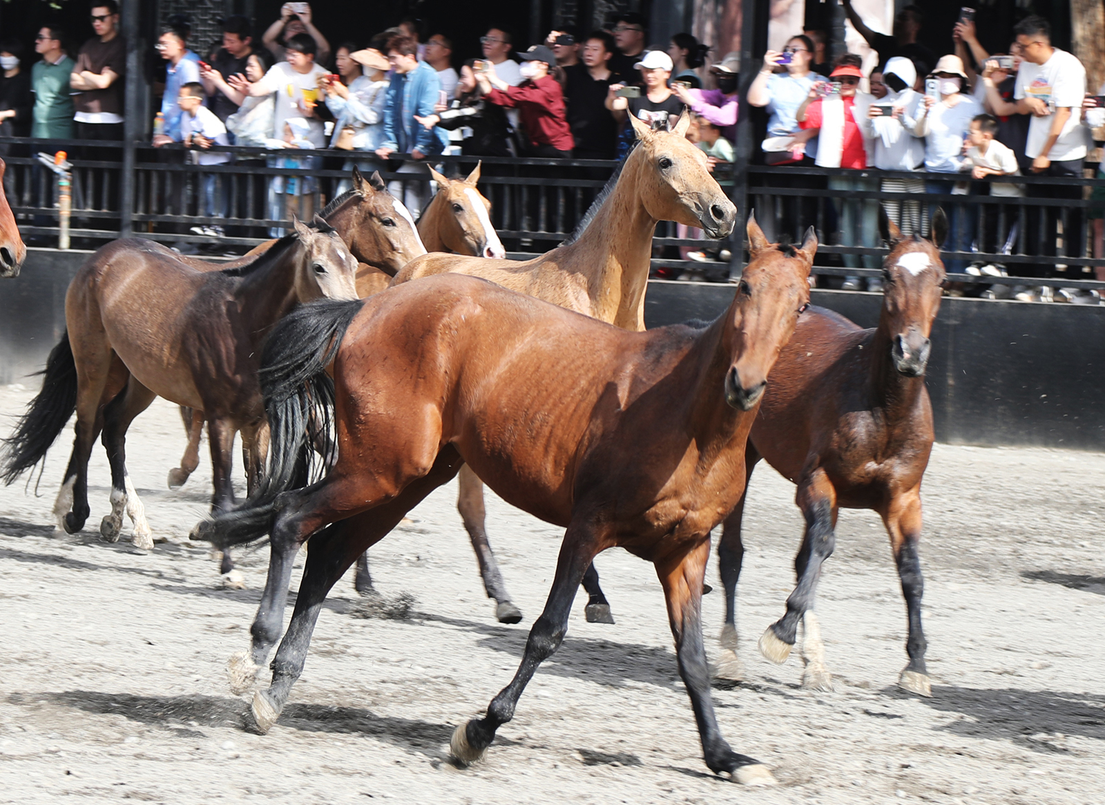 Akhal-Teke horses gallop during a performance at a horse base in Urumqi, Xinjiang. /CGTN