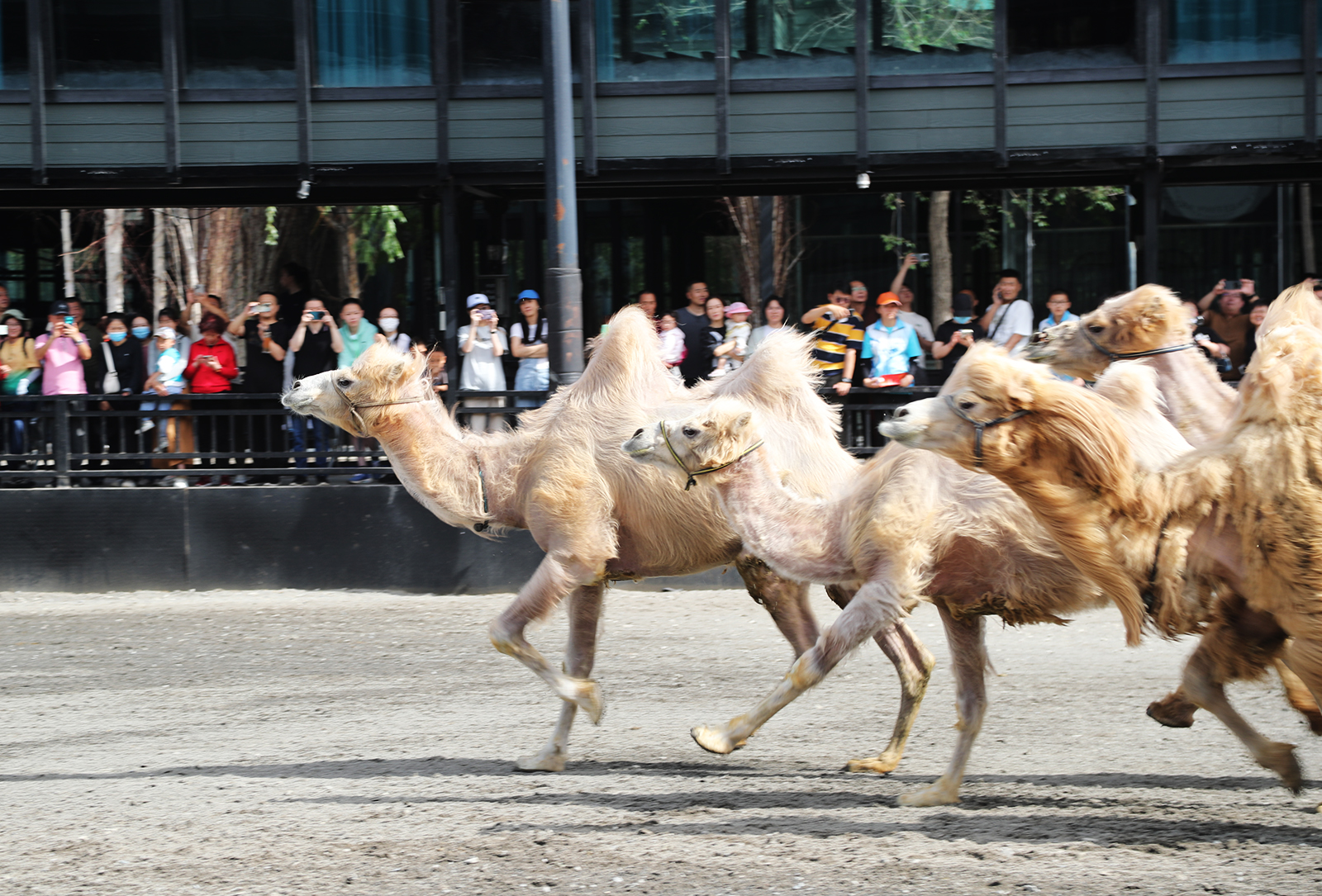 Camels run during a performance at a horse base in Urumqi, Xinjiang. /CGTN