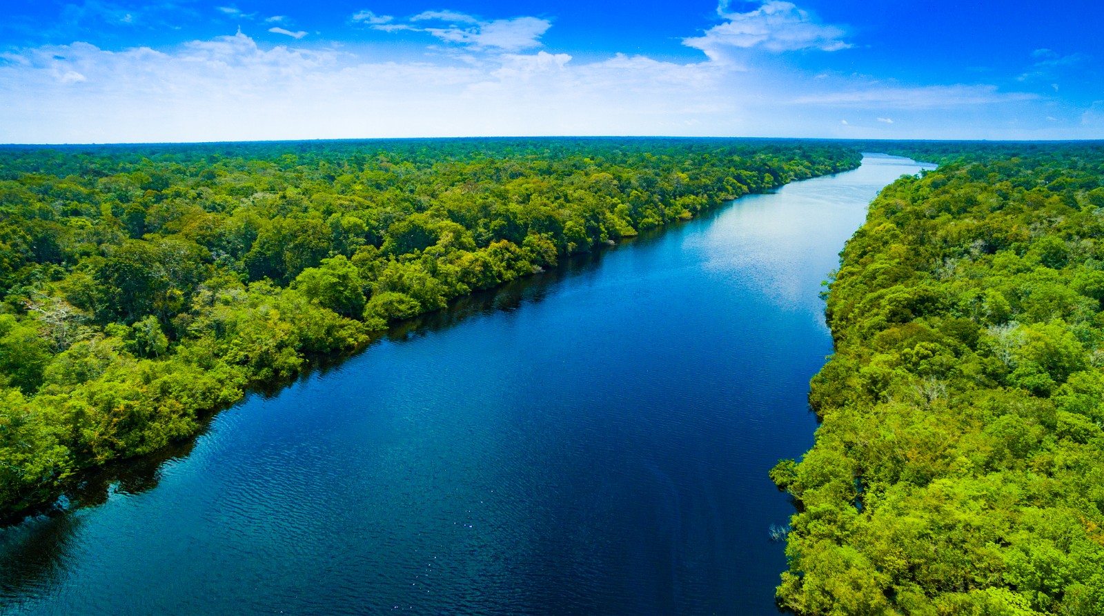 Forests along the Amazon River in Brazil. /CFP