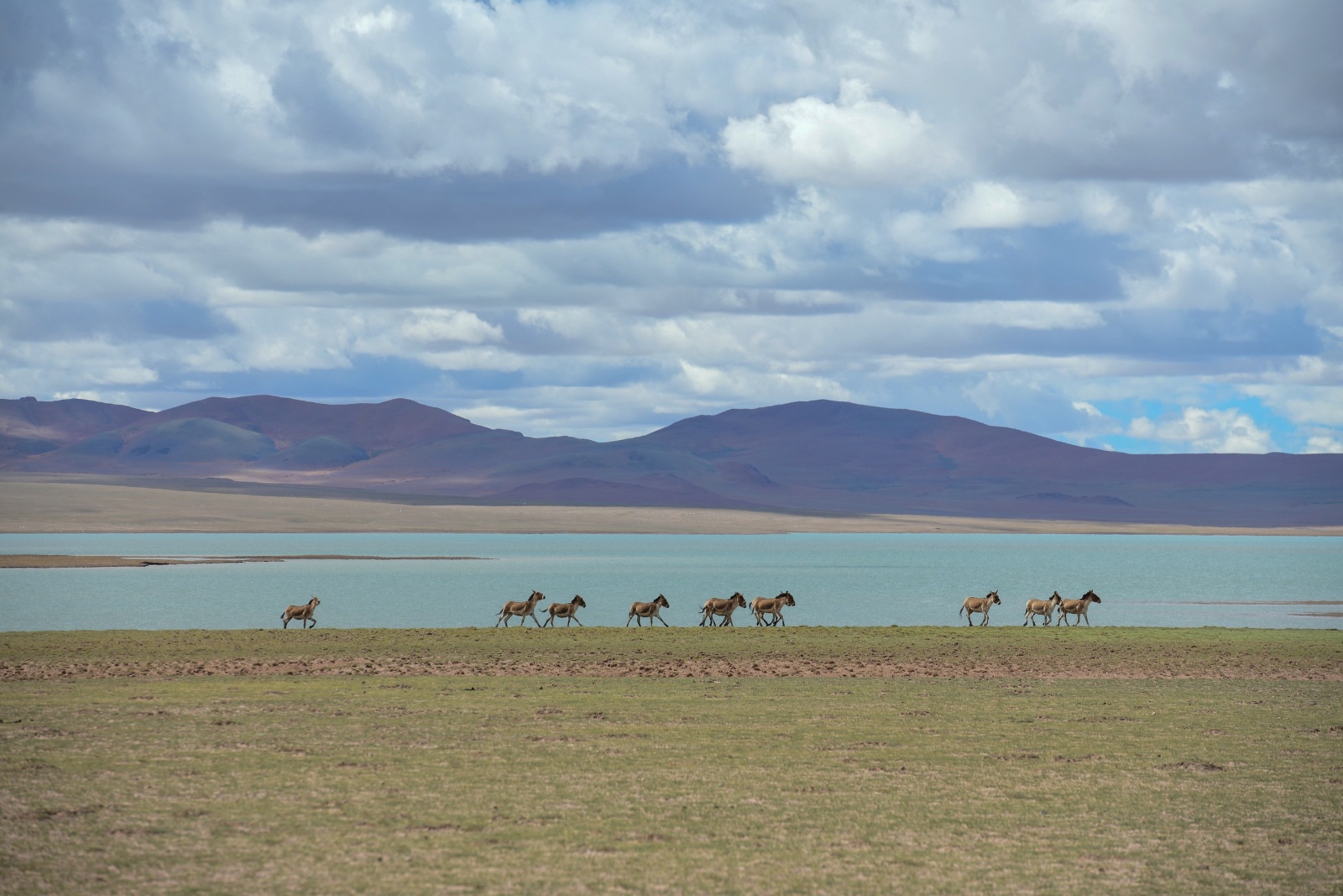 A file photo shows a herd of kiang roaming the Qiangtang grasslands in Xizang. /IC