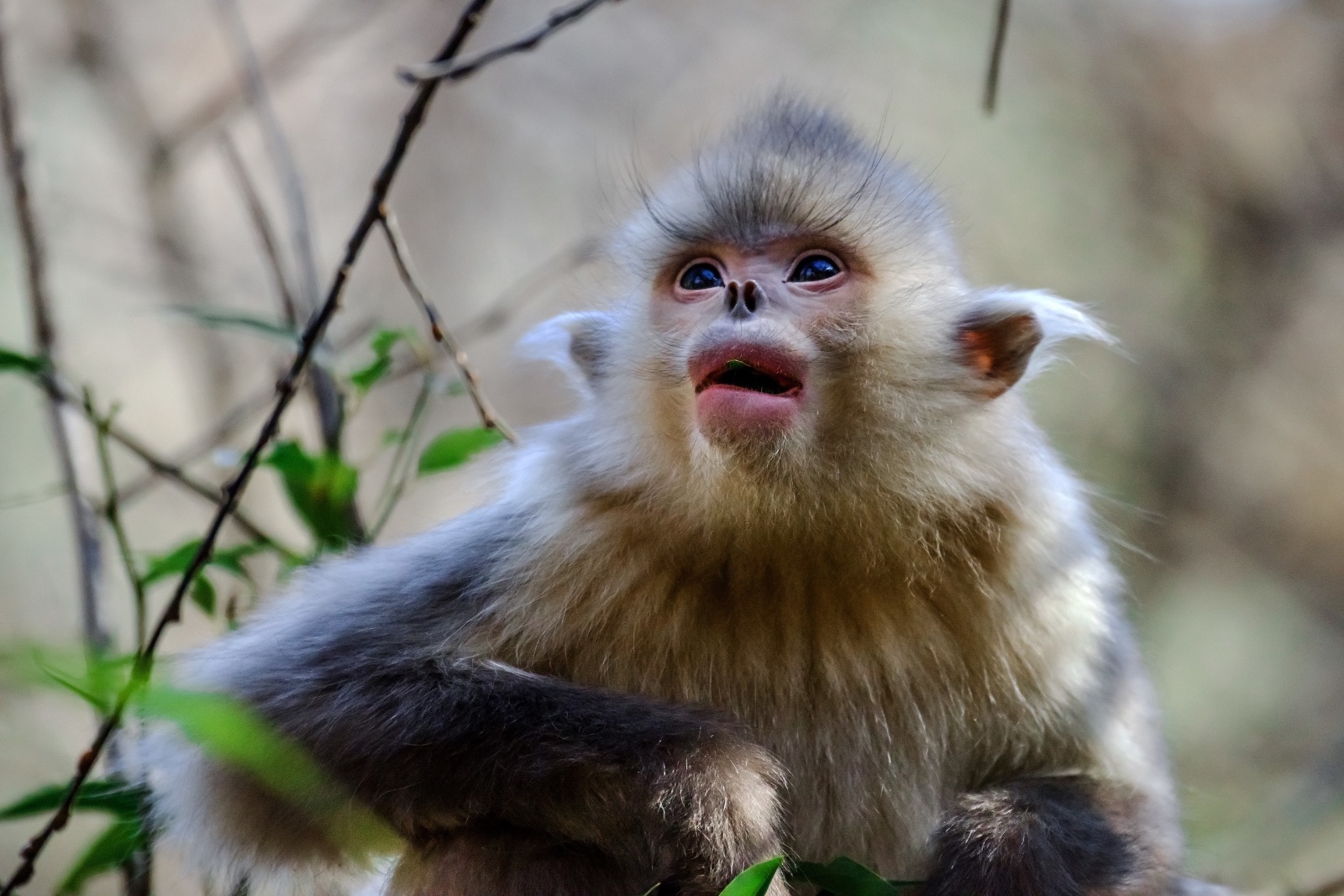 A file photo shows a black snub-nosed monkey in its habitat at the intersection of China's Xizang, Sichuan and Yunnan. /IC