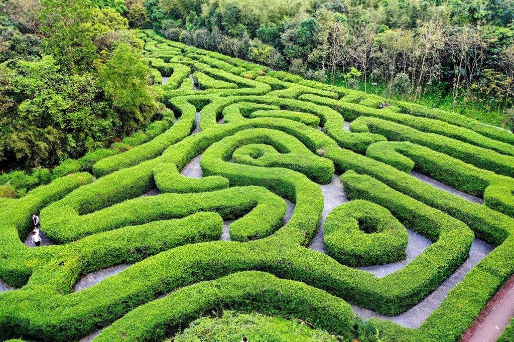 An elevated view of a tea tree maze in Dongguan, Guangdong on May 28, 2024. /IC