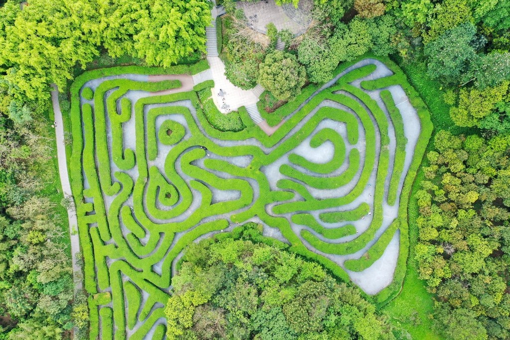 An aerial view of a tea tree maze in Dongguan, Guangdong on May 28, 2024. /IC