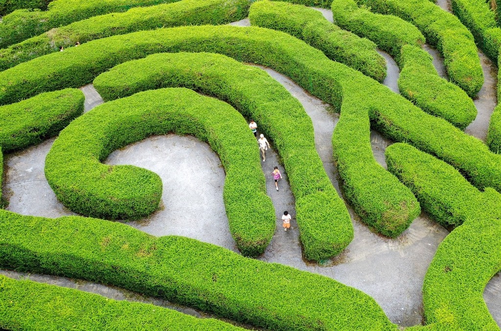 Visitors explore a tea tree maze in Dongguan, Guangdong on May 28, 2024. /IC