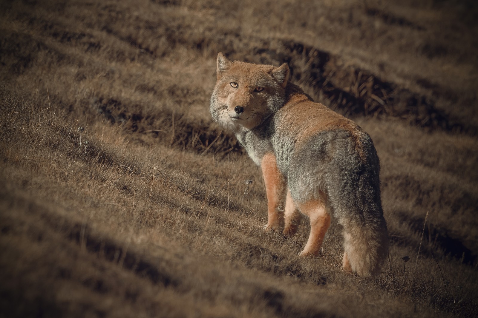 Tibetan fox. /CFP