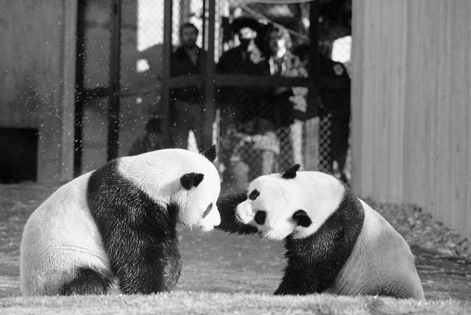 Giant pandas, Ling Ling and Xing Xing, play in their yard in the National Zoo in Washington D.C., the U.S., April 20, 1974. /CFP