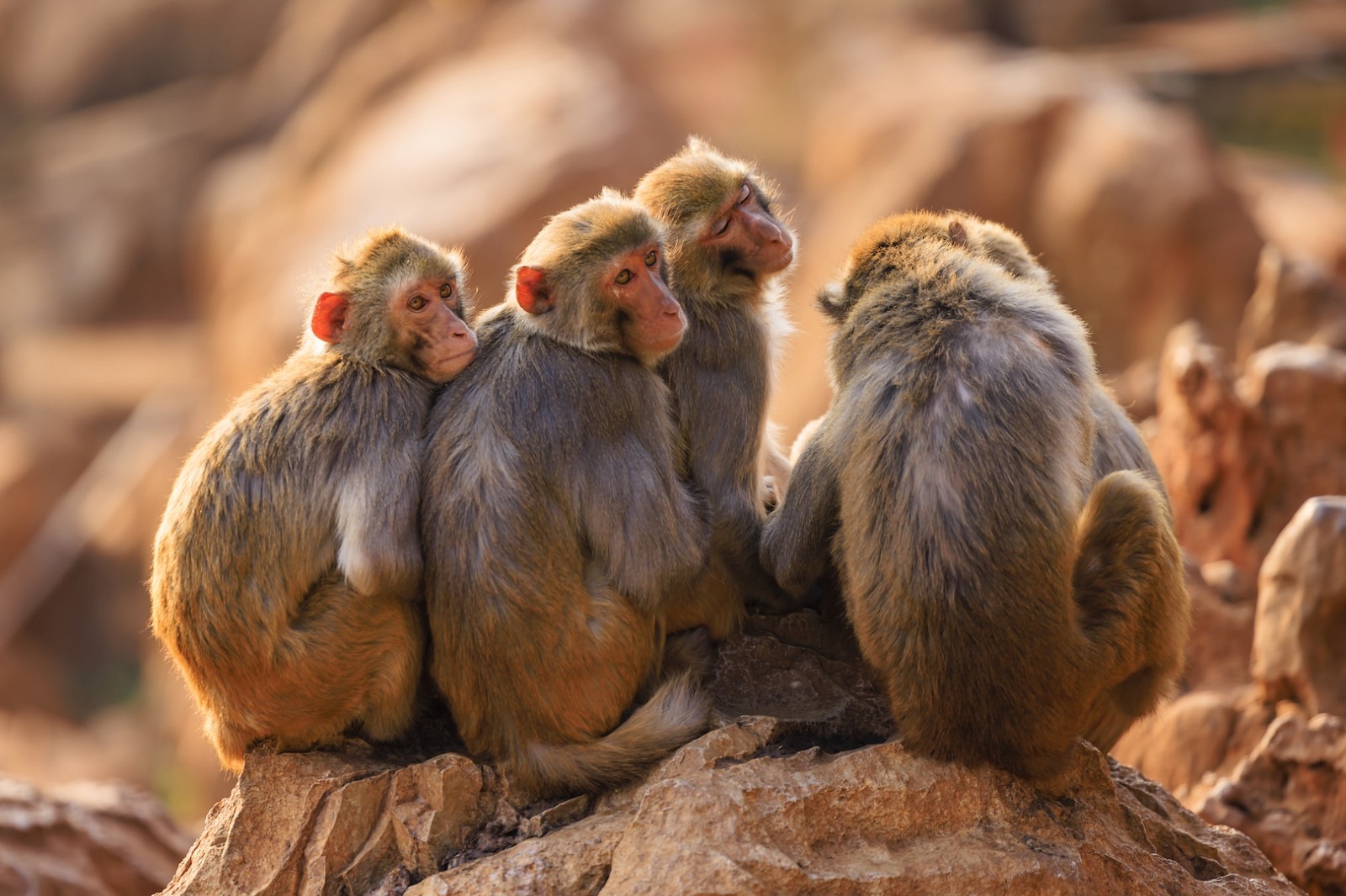 A macaque family in Kunming City, Yunnan Province, southwest China, March 30, 2024. /CFP