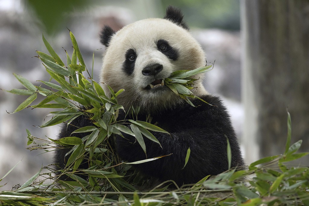 Female Giant panda Qing Bao, born in September 2021, is seen in his enclosure at the Dujiangyan Base in Sichuan, China, May 17, 2024. /CFP