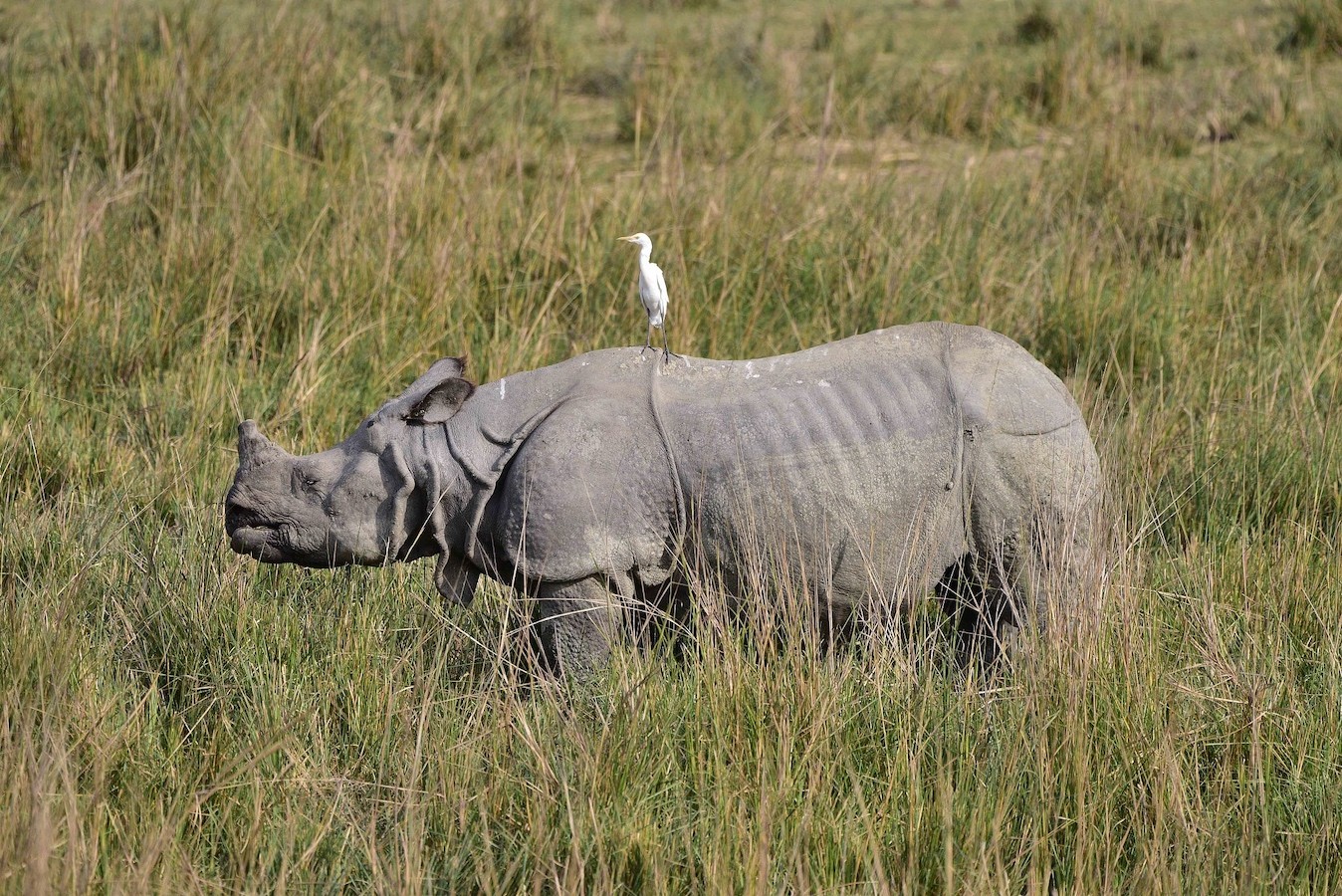 An Indian rhinoceros grazes with an egret on its back in the Pobitora Wildlife Sanctuary in Assam, India, December 20, 2023. /CFP
