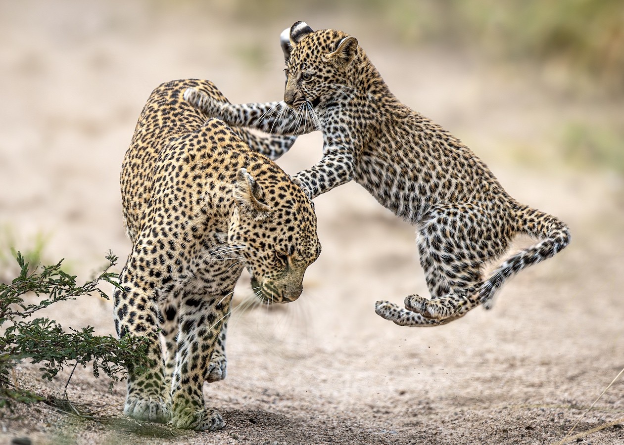 A leopard mother plays with her mischievous cub in the Greater Kruger National Park, South Africa. /CFP