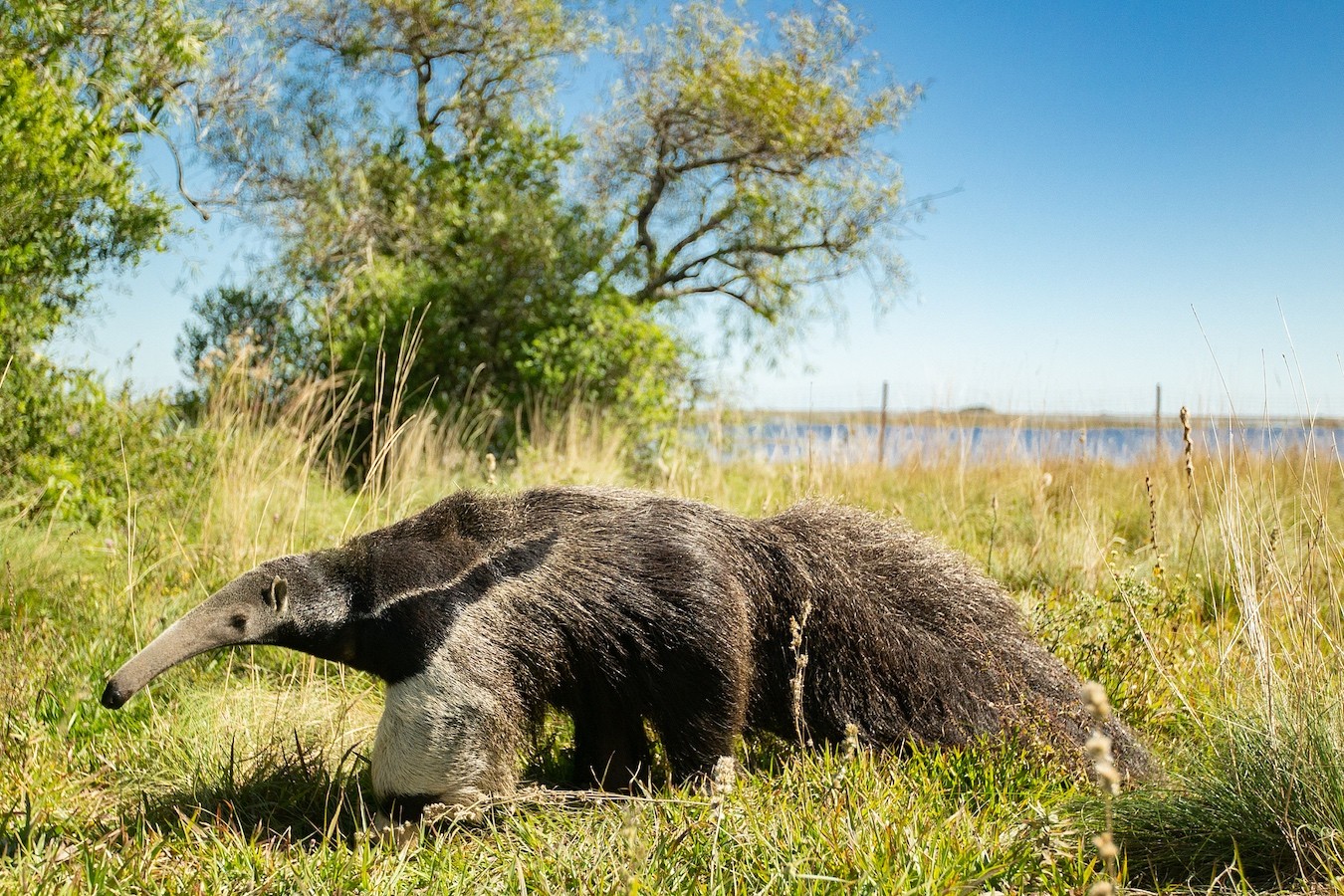 A giant anteater wanders through scrubland in Espinilho State Park in Rio Grande do Sul, Brazil, January 23, 2024. /CFP