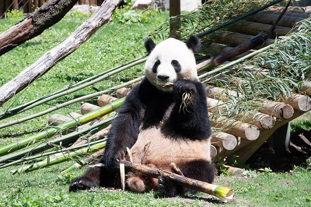 Male giant panda Jin Xi at Madrid Zoo Aquarium in Spain on May 30, 2024. /CFP