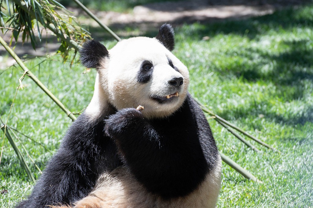 Female giant panda Zhu Yu at Madrid Zoo Aquarium in Spain on May 30, 2024. /CFP
