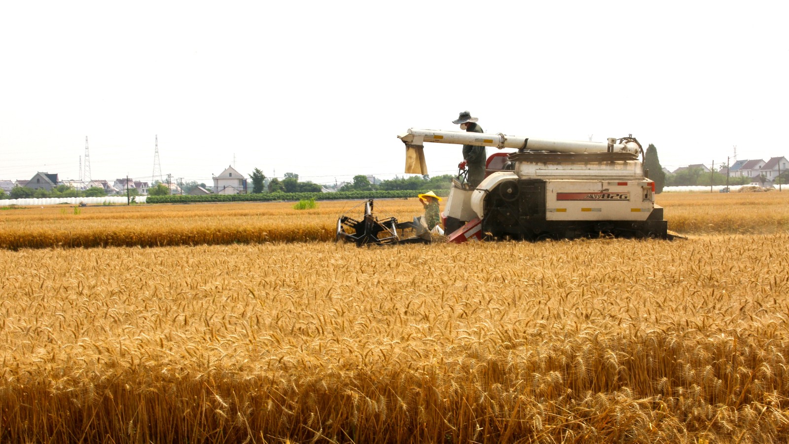 A harvester harvests wheat in Nantong, east China's Jiangsu Province, June 1, 2024. /CFP