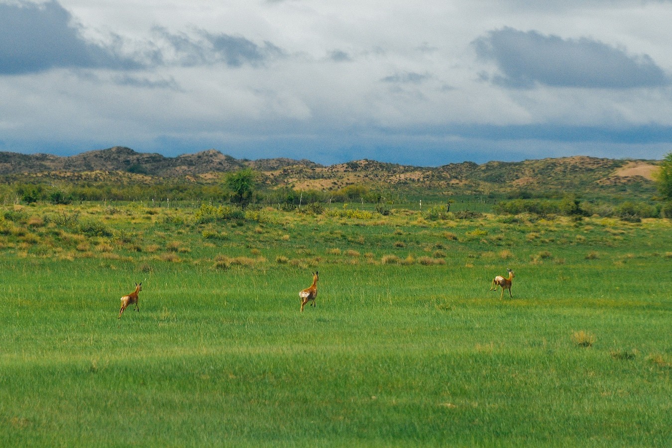 Roe deer gallop in the hinterland of the Otindag Sandy Land in Xilingol League in north China's Inner Mongolia Autonomous Region, June 10, 2023. /CFP