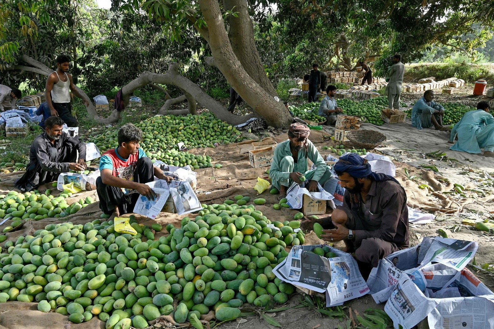 Farmers sorting mangoes for export, in Tando Ghulam Ali in Pakistan's Sindh Province on May 28, 2024./ CFP