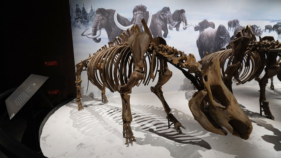 Fossil of woolly rhinoceros exhibited at the Hulun Buir History Museum in Hulun Buir, Inner Mongolia Autonomous Region, China, February 29, 2024. /CFP