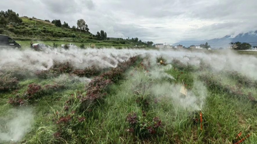 Mist sprinklers at work in Yongsheng County, southwest China's Yunnan Province. /IFAD