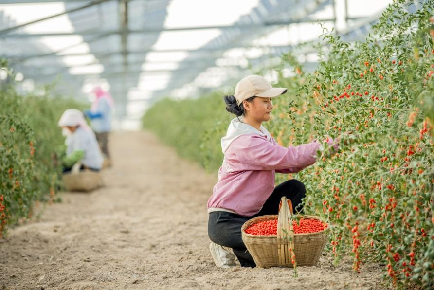 Workers pick goji berries growing in soil under solar panels at the Baofeng farming-light integrated photovoltaic power station in northwest China's Ningxia Hui Autonomous Region, July 24, 2021. /Xinhua