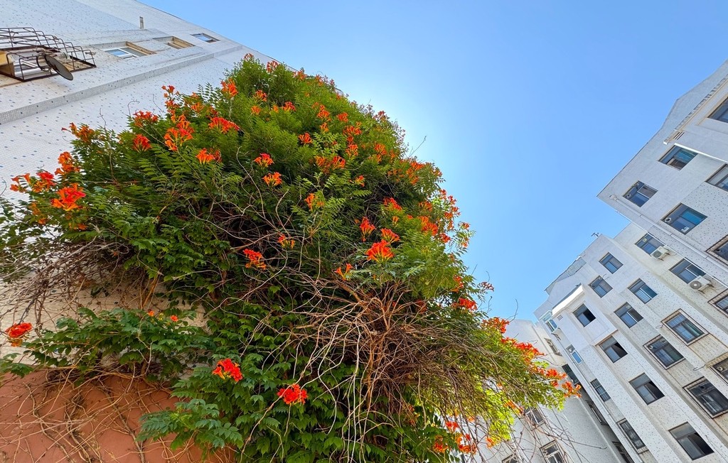 A view from below of a Chinese trumpet creeper vine on a residential building in Weifang, Shandong Province on June 3, 2024 /IC
