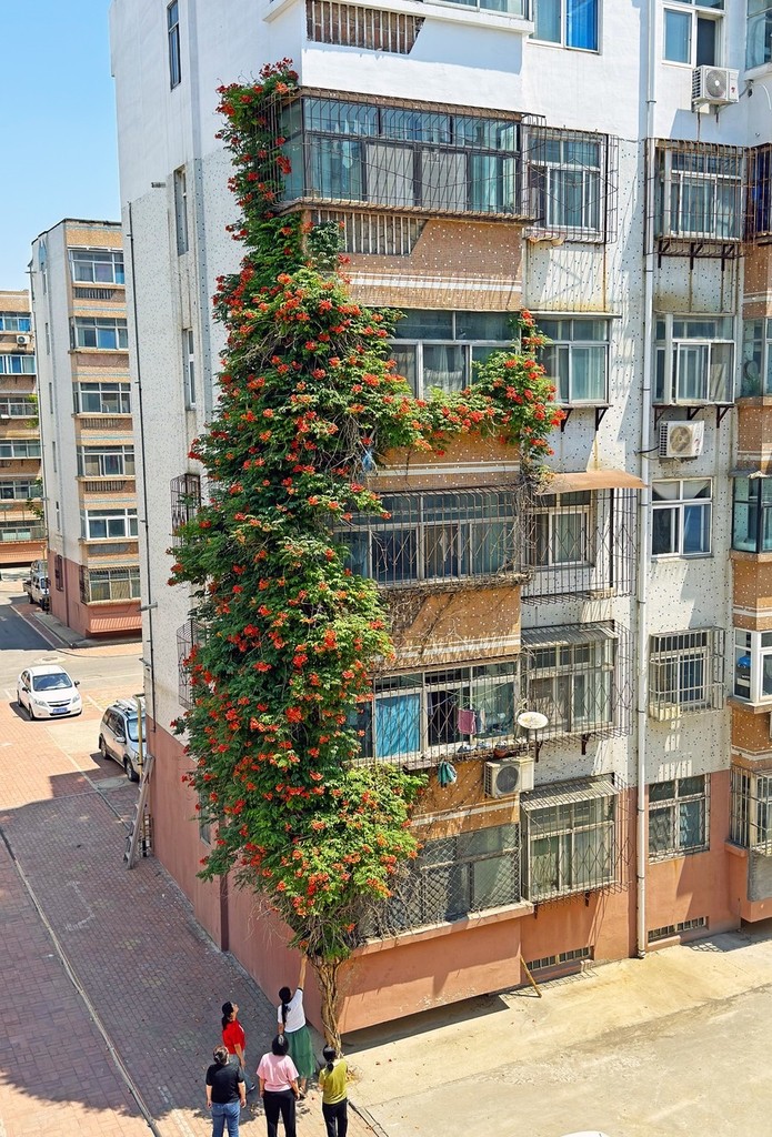 Passers-by stop to admire the orange flowers of a Chinese trumpet creeper vine on a residential building in Weifang, Shandong Province on June 3, 2024. /IC