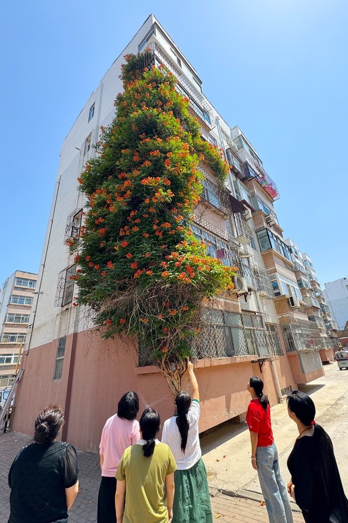 Passers-by stop to admire the orange flowers of a Chinese trumpet creeper vine on a residential building in Weifang, Shandong Province on June 3, 2024. /IC