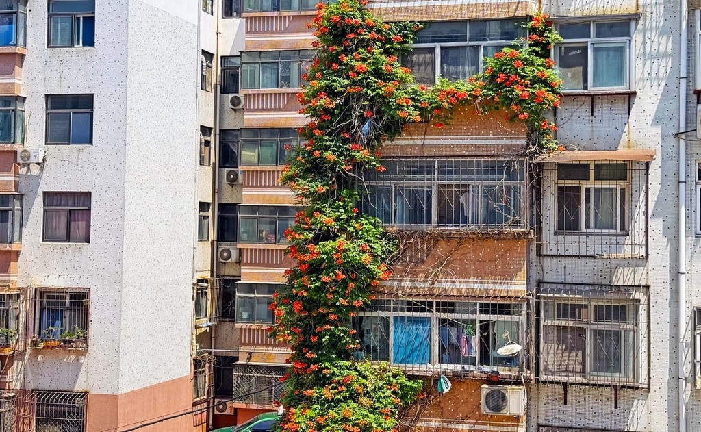 A Chinese trumpet creeper vine is seen on a residential building in Weifang, Shandong Province on June 3, 2024. /IC