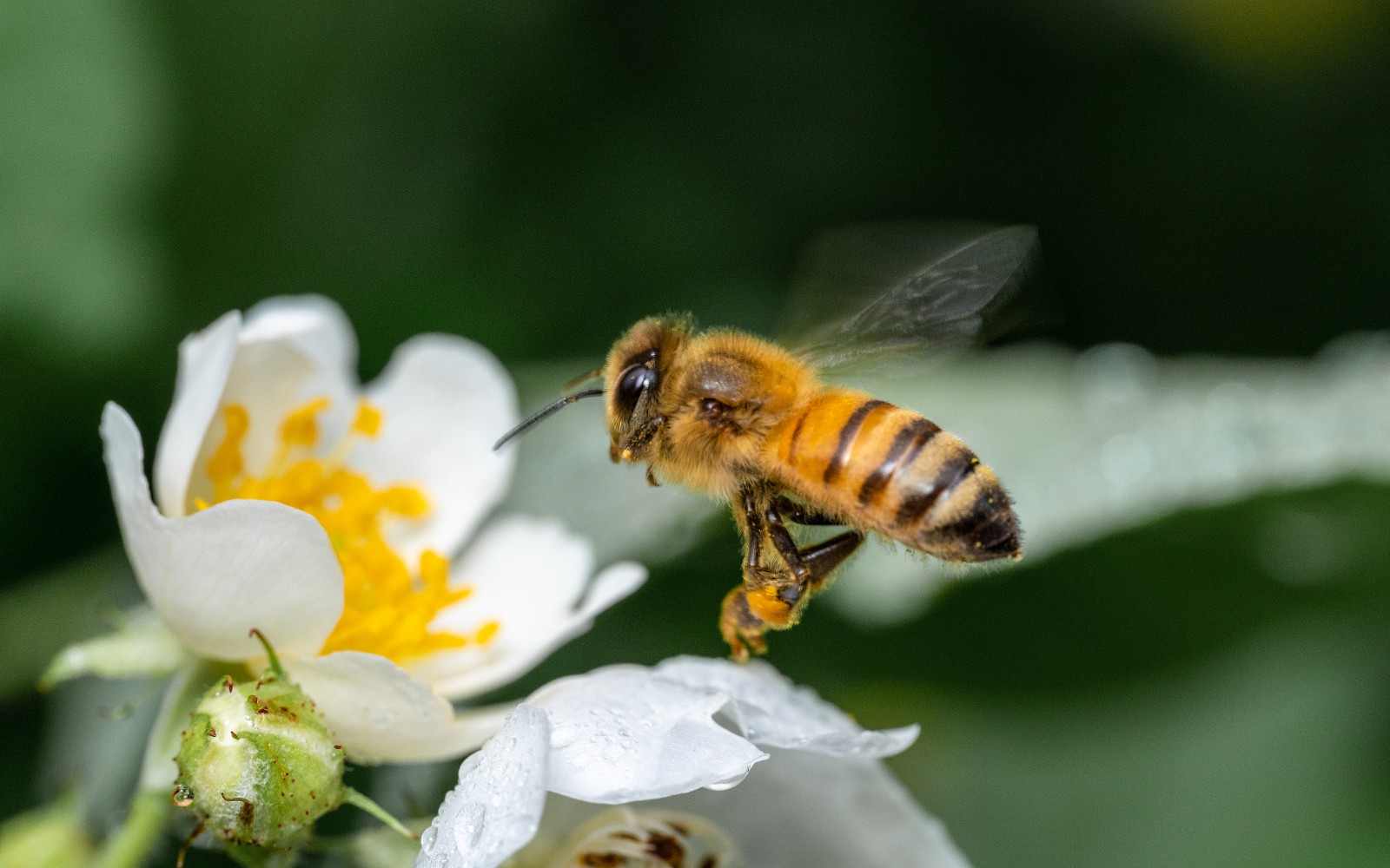 According to the UNEP, 71 of the 100 crop varieties that provide 90 percent of the world's food are pollinated by bees. /CFP 
