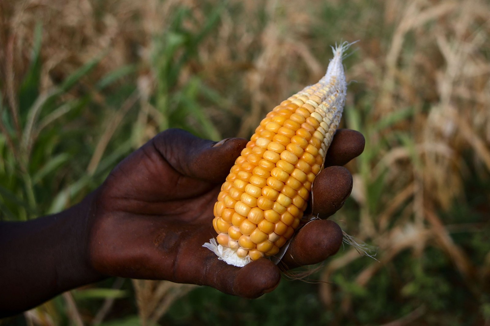 A villager holds a tiny maize cob harvested from his wilting maize field, which suffered moisture stress during a long dry spell, Kanyemba Village, Rushinga, Zimbabwe, March 3, 2024. /CFP