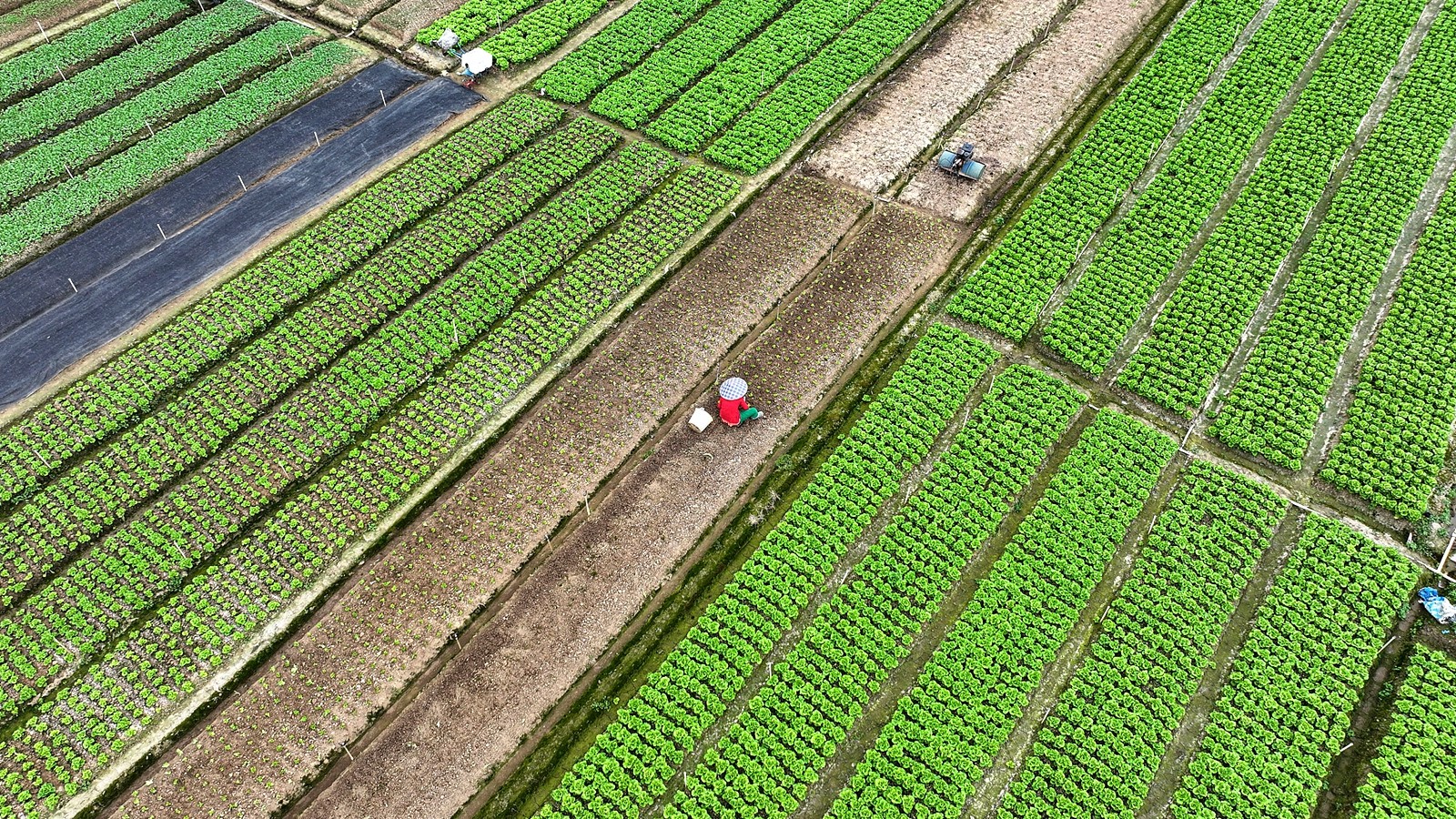 Farmers grow vegetables in Nanning City, Guangxi Zhuang Autonomous Region, south China, February 18, 2024. /CFP