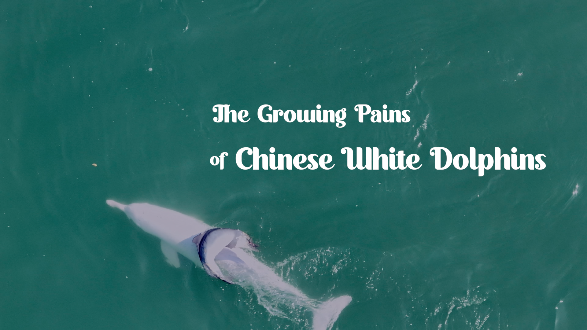 The growing pains of Chinese white dolphins