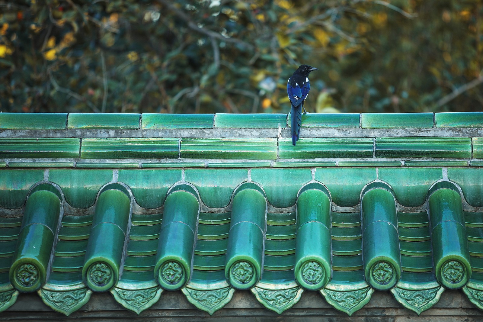 A bird sits on the green glazed roof of a building within the Temple of Heaven complex in Beijing. /CFP