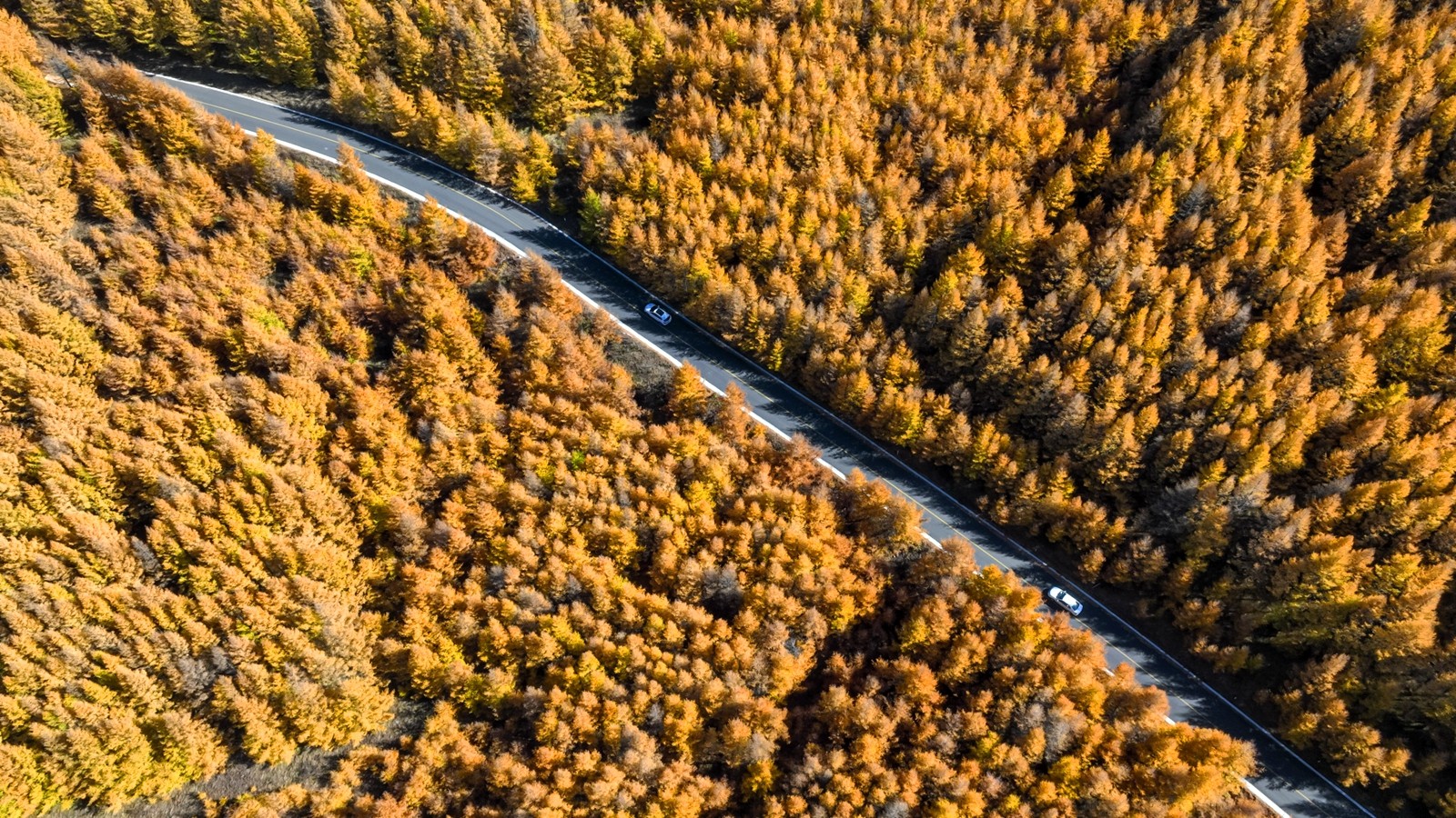 Sea of larches in Zhangjiakou City, Hebei Province, north China, October 15, 2023. /CFP