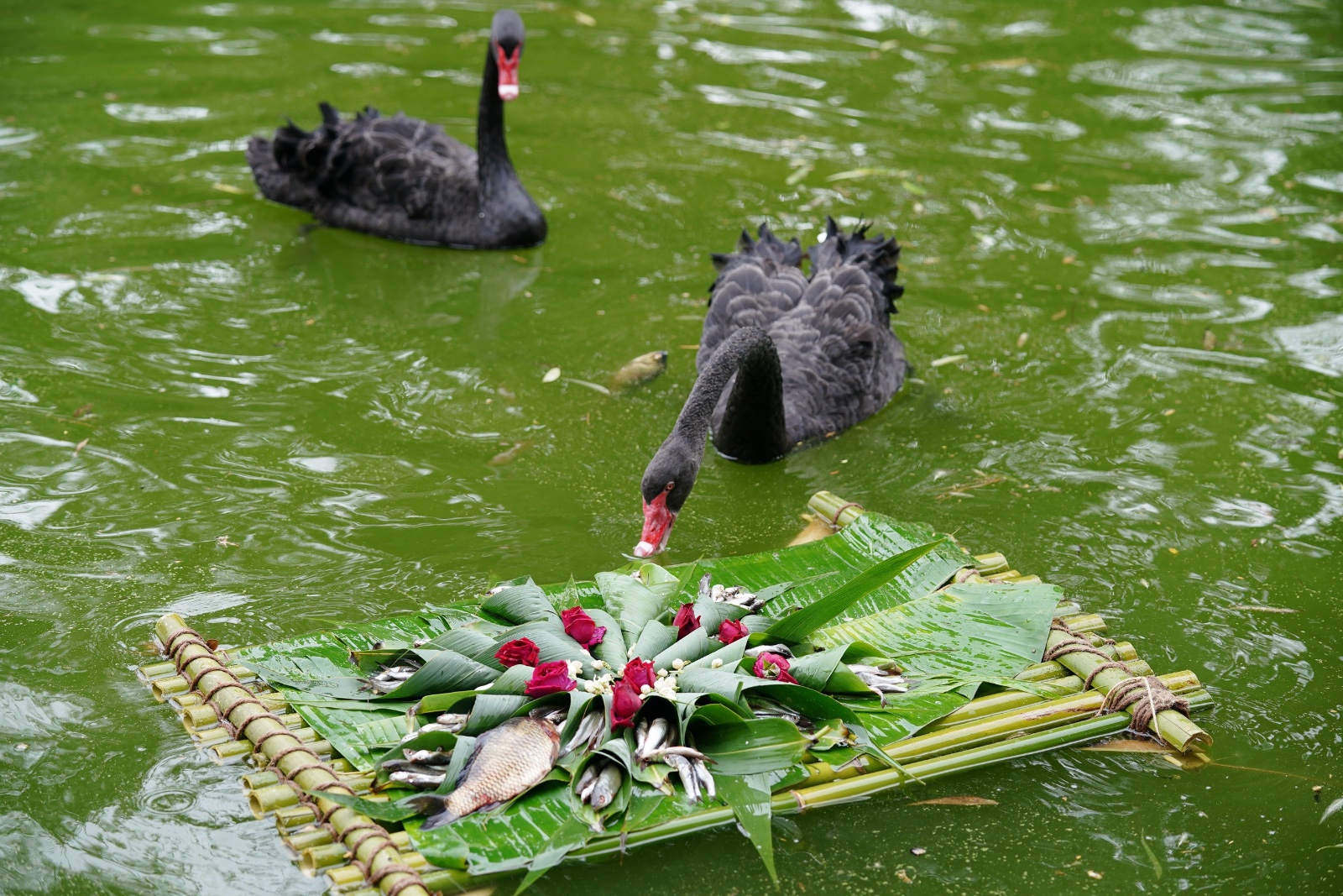 Festive zongzi made of fish are prepared for black swans at the Yunnan Wildlife Park in Kunming, Yunnan Province on June 5, 2024. /IC