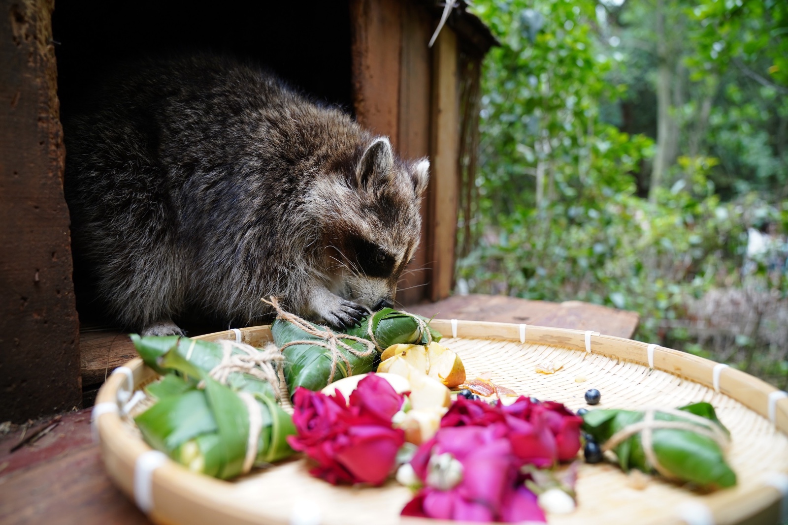 A raccoon is pictured eating specially made zongzi at the Yunnan Wildlife Park in Kunming, Yunnan Province on June 5, 2024. /IC