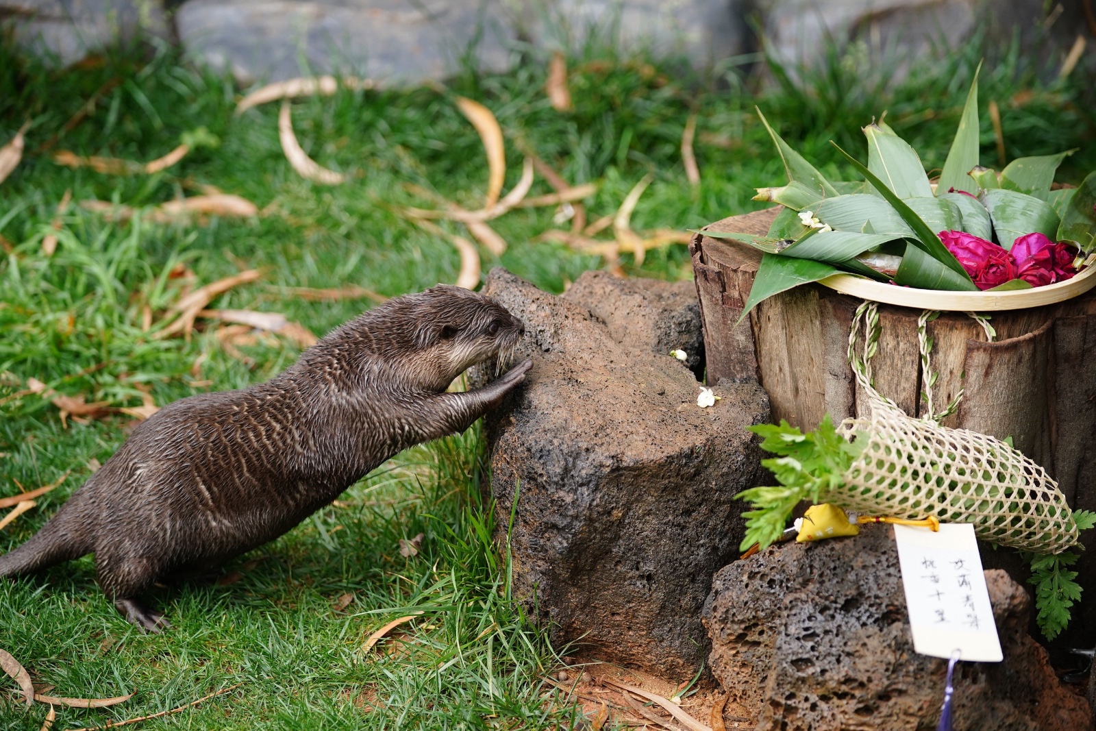 A small-clawed otter approaches zongzi made of fish and shrimp at the Yunnan Wildlife Park in Kunming, Yunnan Province on June 5, 2024. /IC
