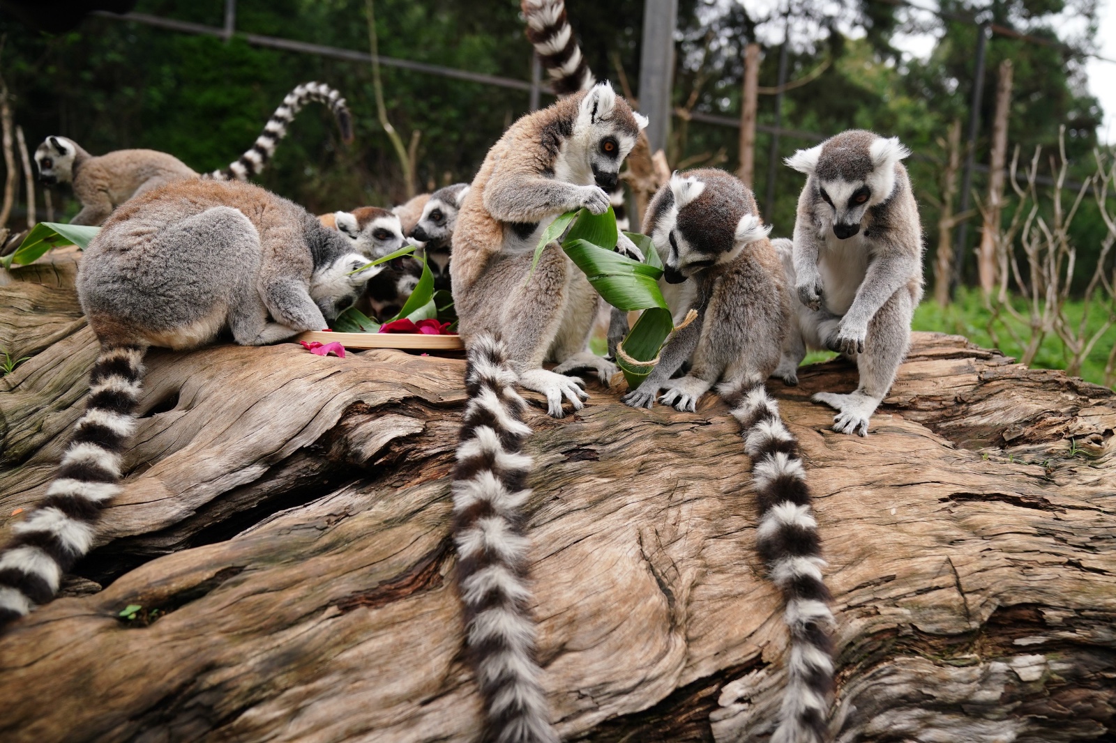 Ring-tailed lemurs feed themselves on zongzi made of apples and carrots at the Yunnan Wildlife Park in Kunming, Yunnan Province on June 5, 2024. /IC