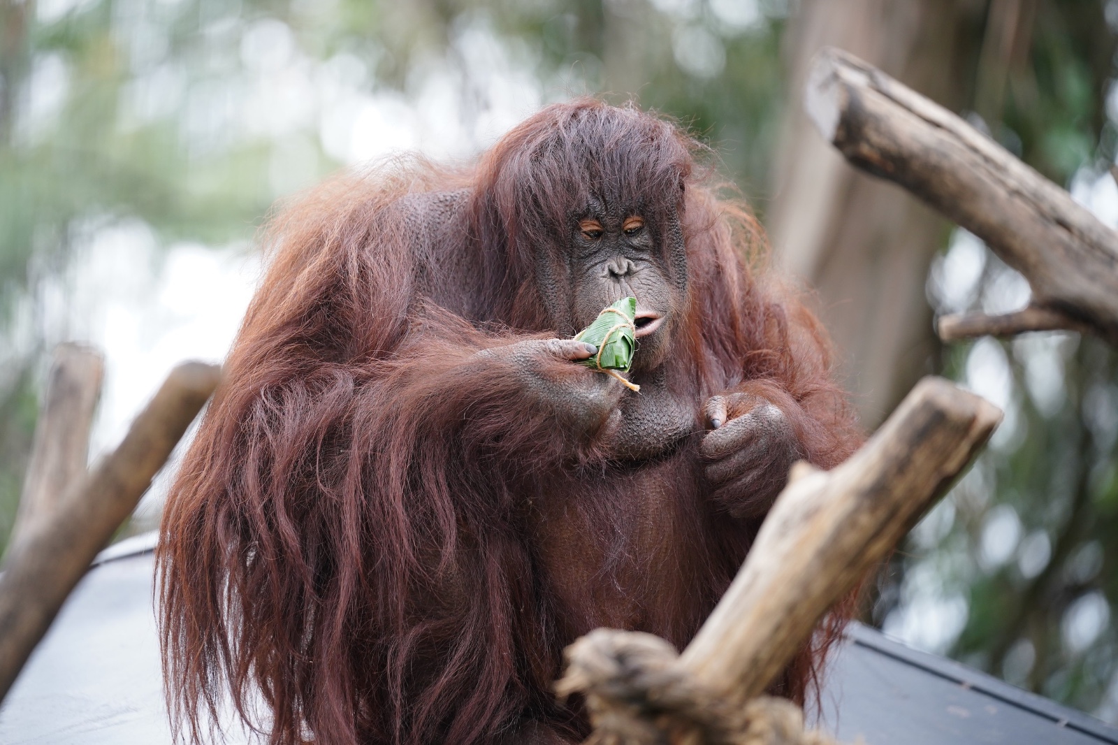 An orangutan is seen enjoying zongzi made of fruit at Yunnan Wildlife Park in Kunming, Yunnan Province on June 5, 2024. /IC