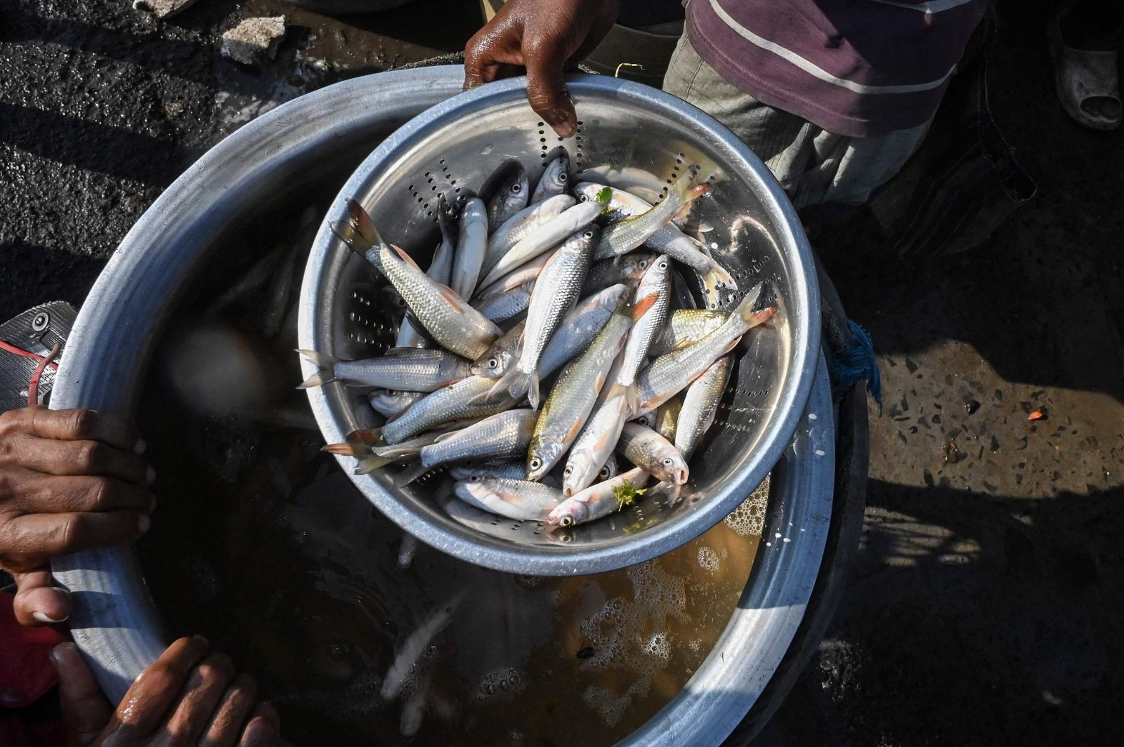 Vendors trade fish at a wholesale fish market in the East Calcutta Wetlands area in Kolkata, India, March 21, 2023. /CFP