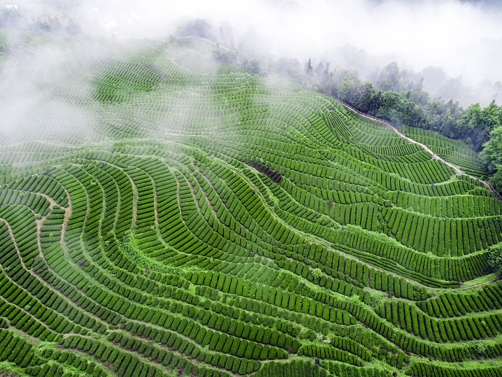 A tea plantation is seen in Enshi Tujia and Miao Autonomous Prefecture, central China's Hubei Province. /CFP