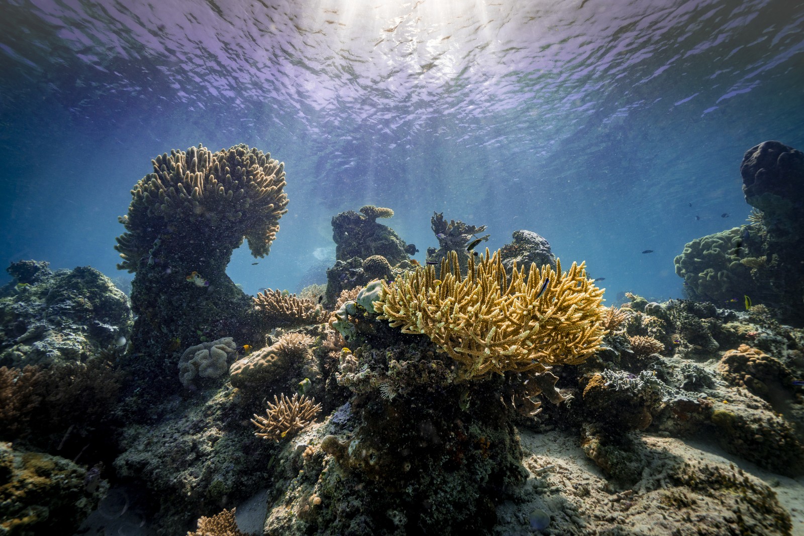 Coral reefs. /CFP