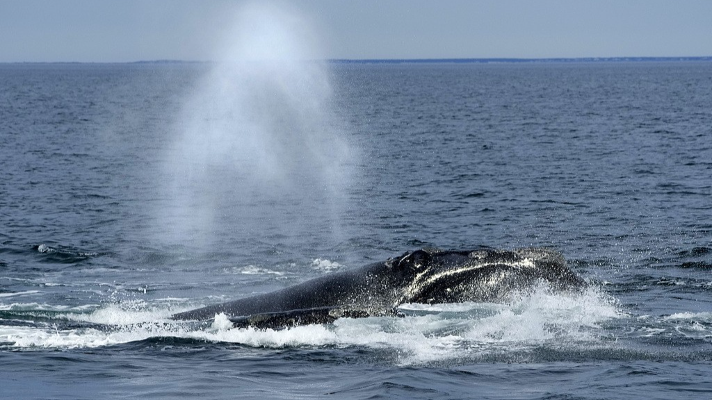 A North Atlantic right whale surfaces on Cape Cod Bay, in Massachusetts, the U.S., March 27, 2023. /CFP