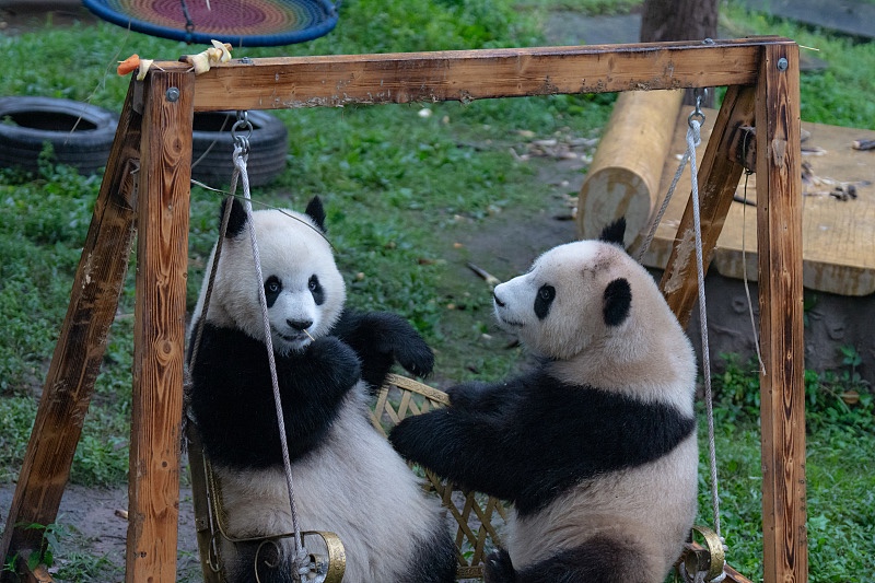 Giant pandas sit on a swing at Chongqing Zoo, in Chongqing Municipality, June 8, 2024. /CFP